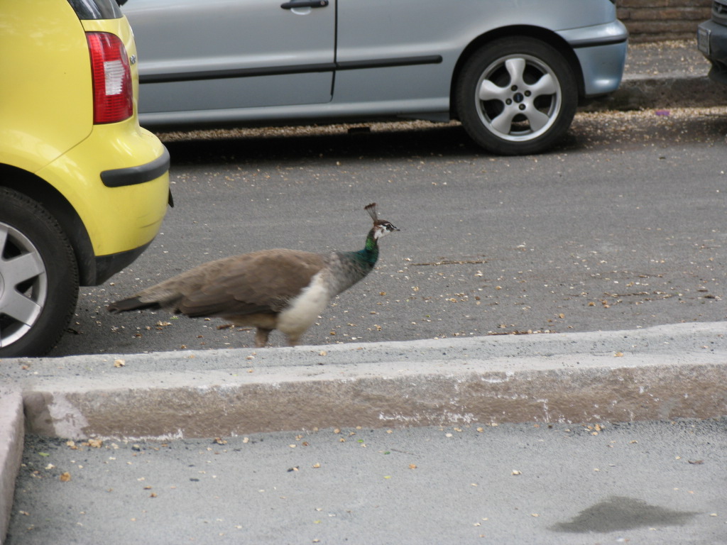 stranezze in citt�...